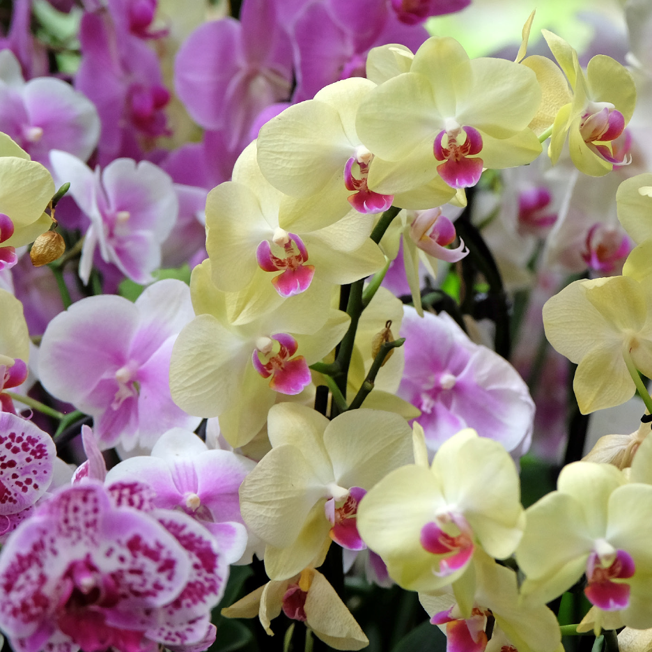 Κοντινό πλάνο από ζωηρές κίτρινες και μοβ ορχιδέες σε πλήρη άνθιση.