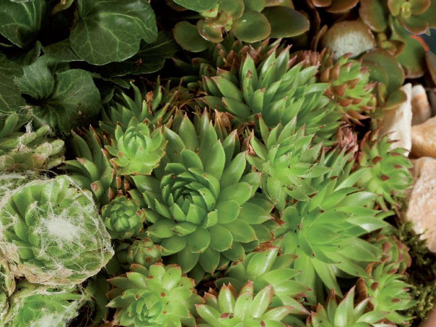 Close-up of a pot with various succulents.