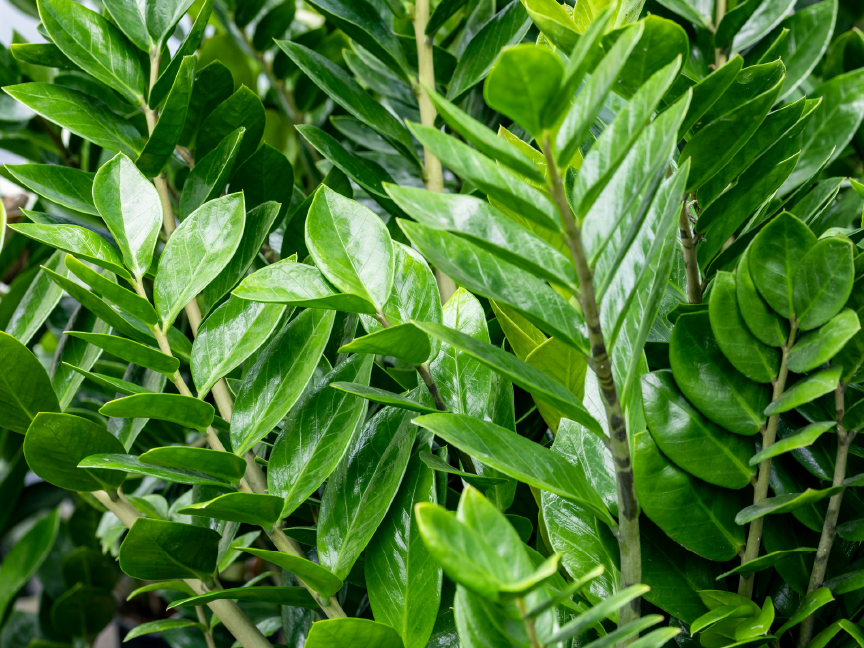 Close-up of lush green Zamioculcas zamiifolia plant leaves.