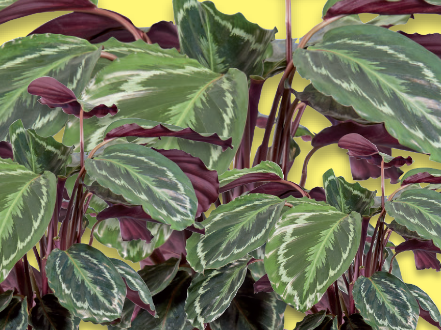 Lush green and purple foliage of a Calathea plant against a yellow background.