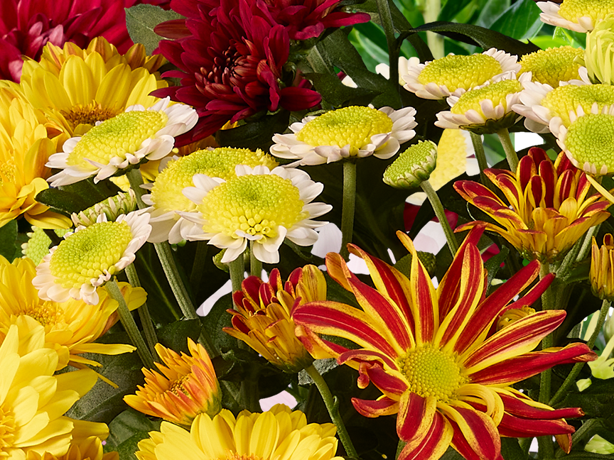A vibrant bouquet of yellow, white, and red chrysanthemums.