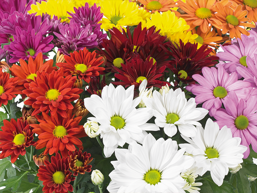 A vibrant bouquet of colorful chrysanthemums in various shades including red, orange, yellow, pink, and white.