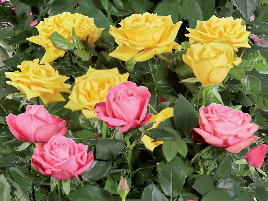 A vibrant bouquet of yellow and pink roses with green foliage.