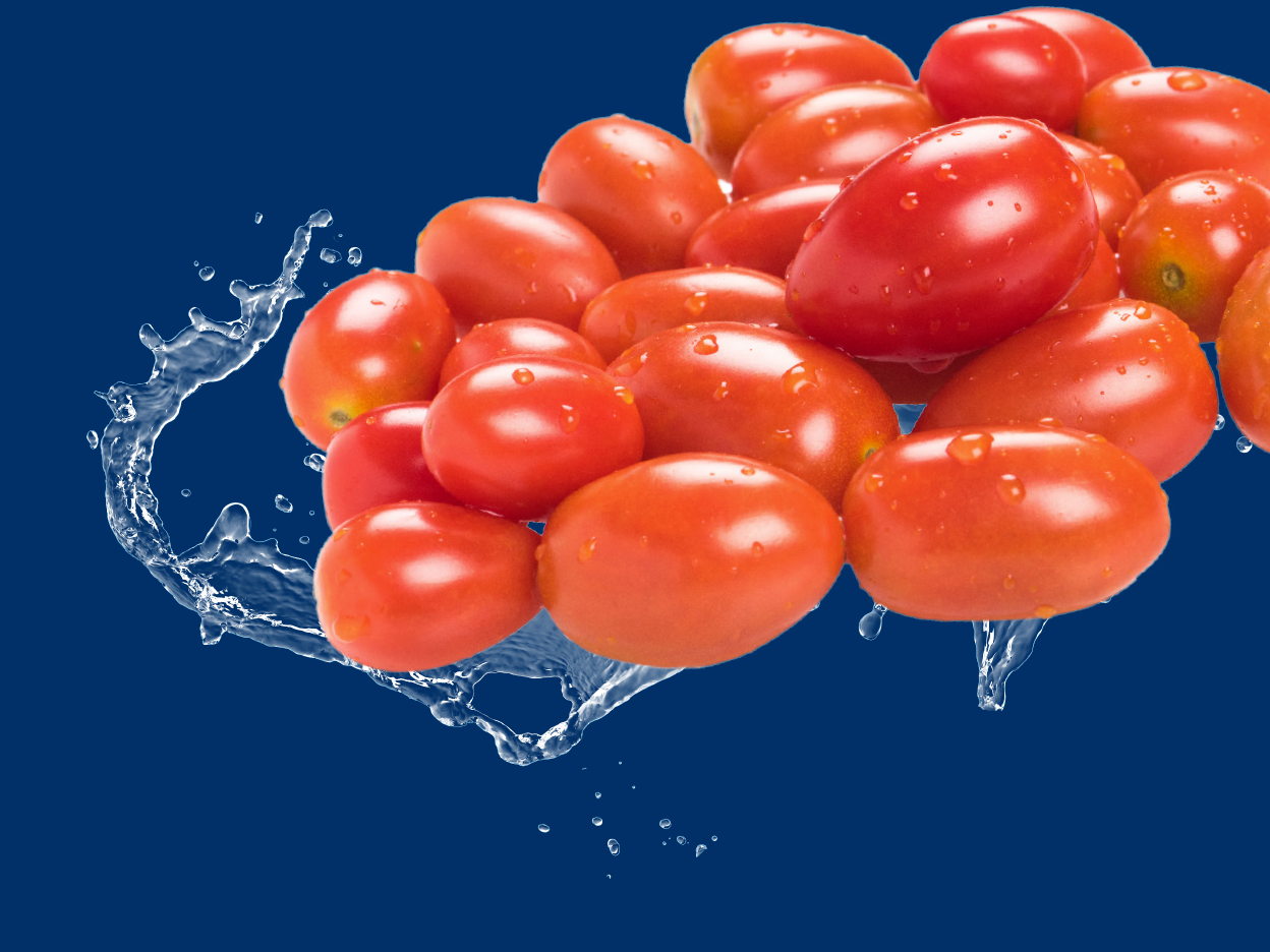 Fresh red cherry tomatoes with water splashes on a blue background.