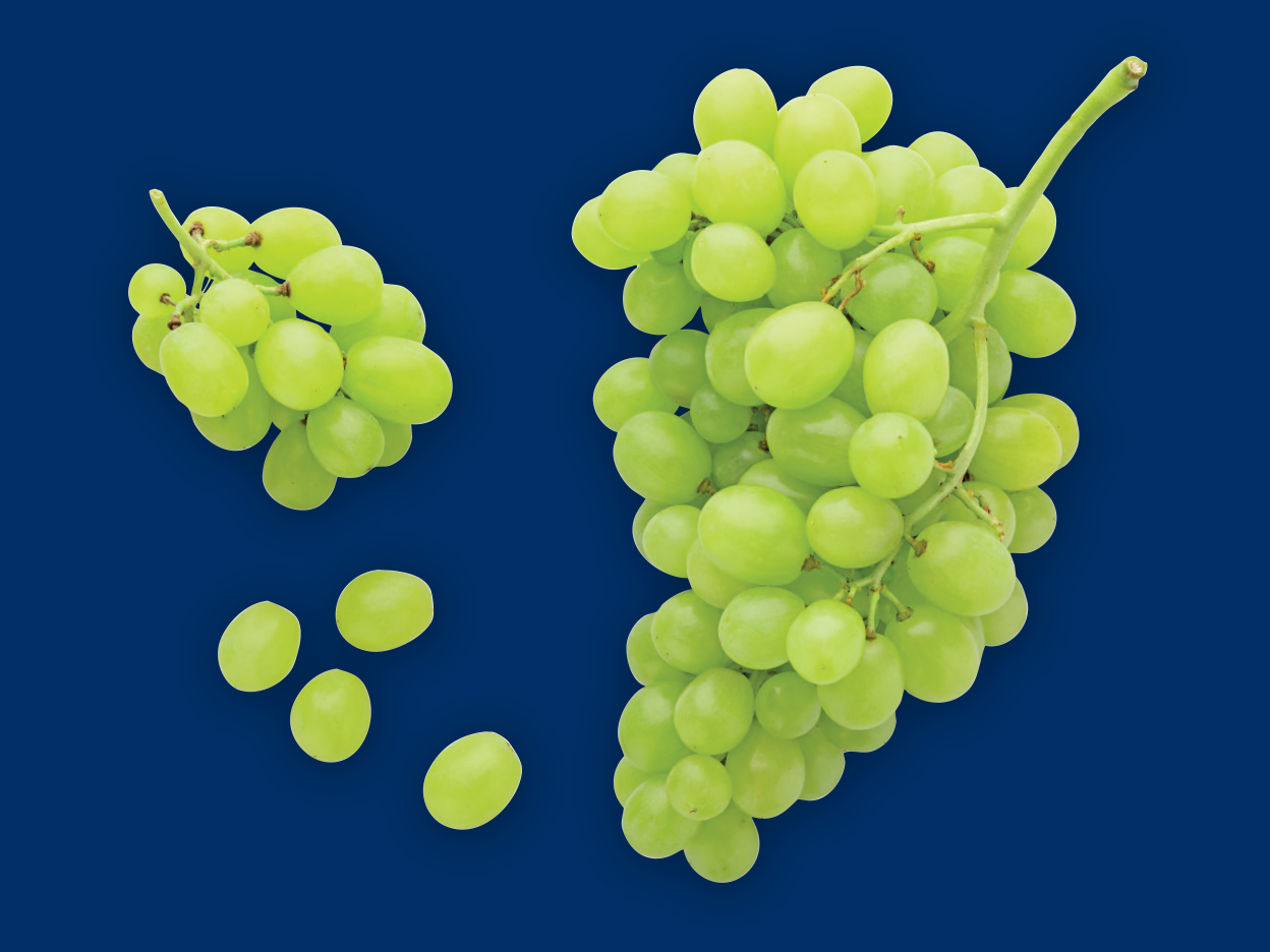 Two bunches of green grapes and three loose grapes on a dark blue background