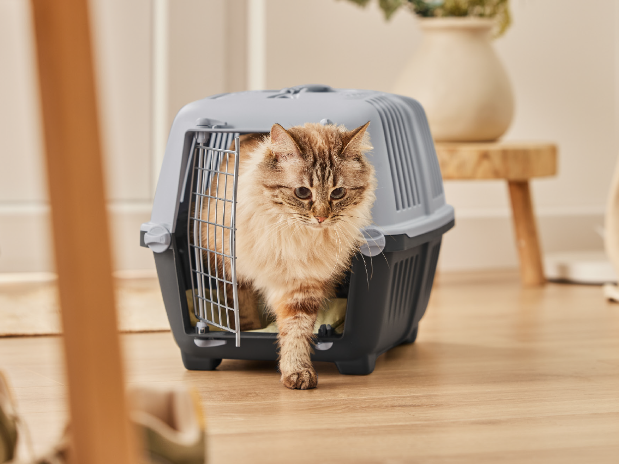 A fluffy cat emerging from a gray and black pet carrier on a wooden floor.