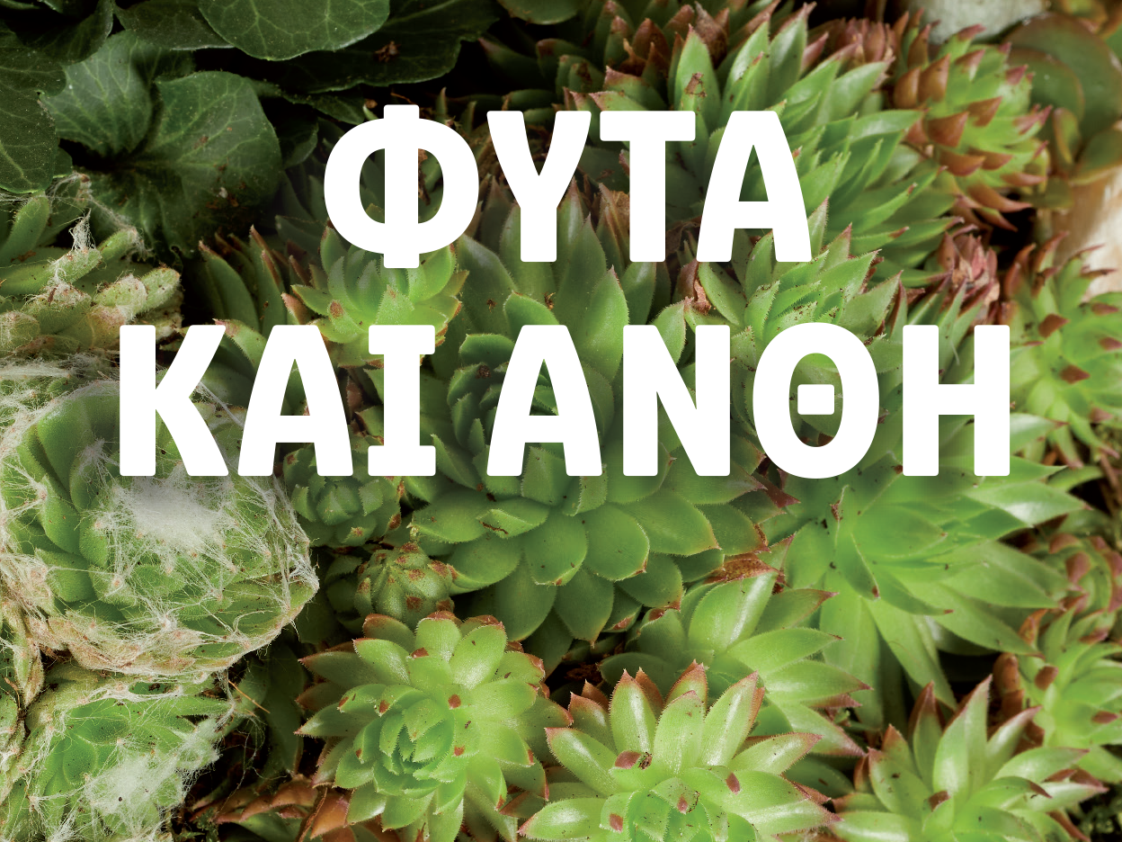 Πράσινα παχύφυτα με επικαλυμμένο κείμενο: ΦΥΤΑ ΚΑΙ ΑΝΘΗ