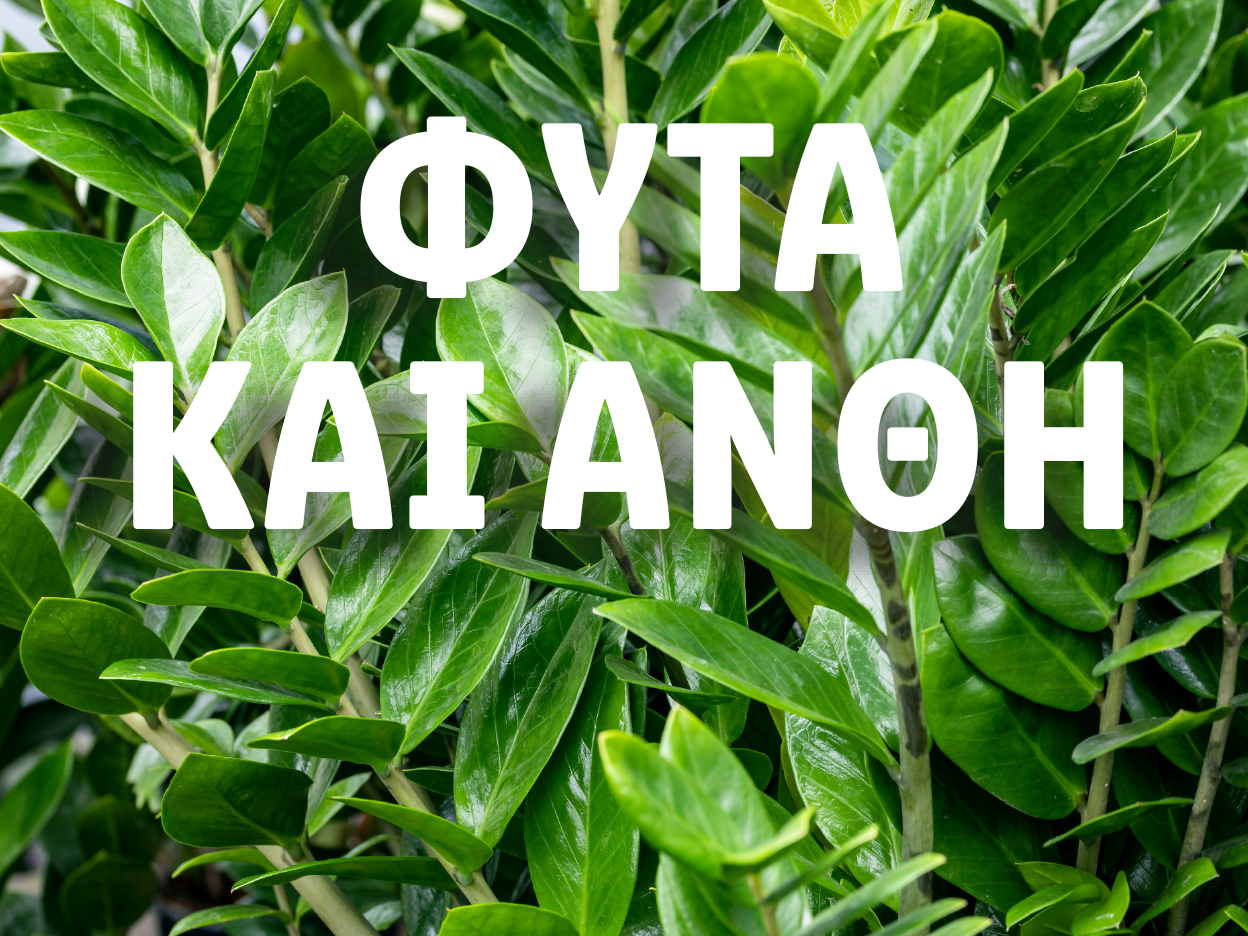 Φυτά και Άνθη