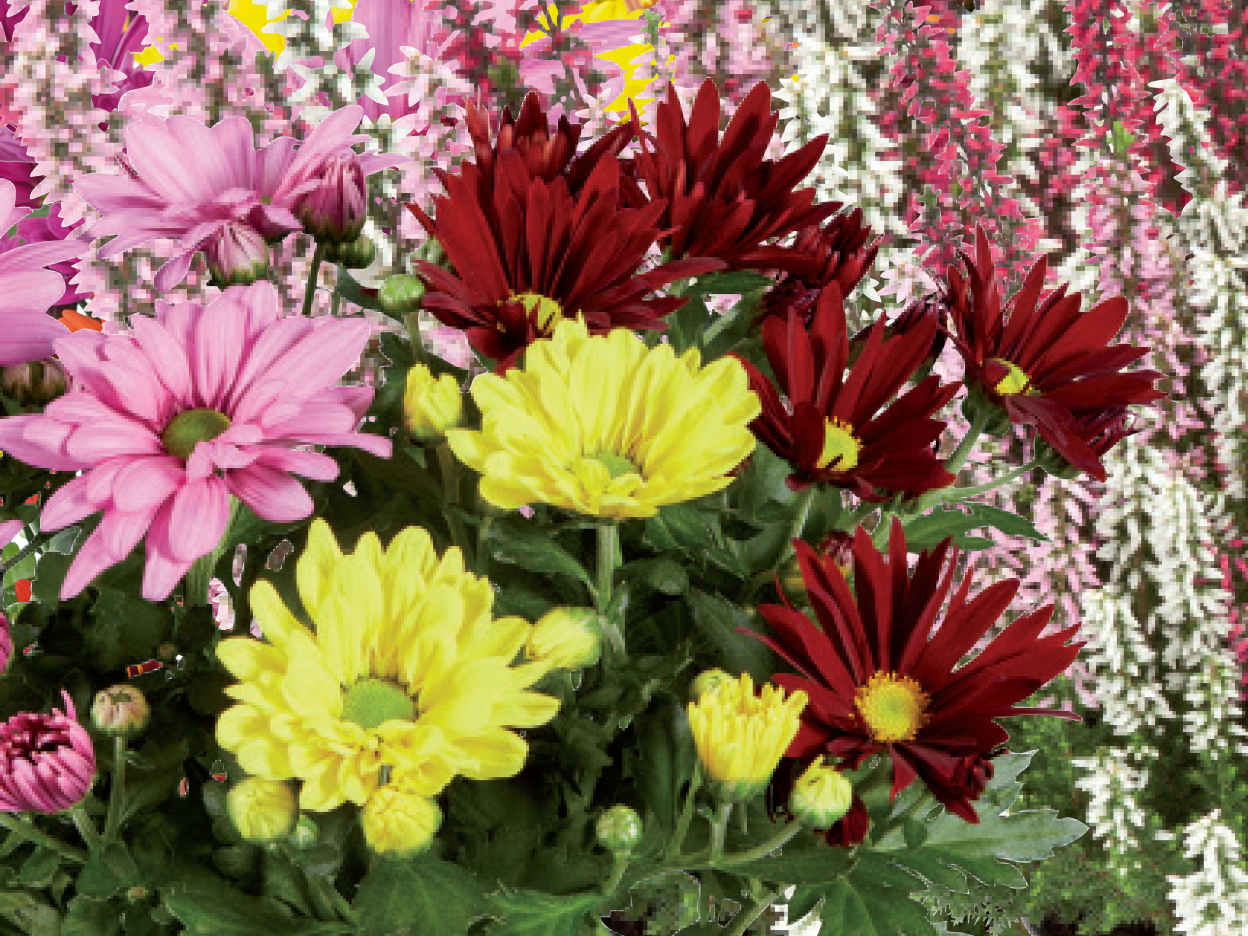 A vibrant bouquet of pink, yellow, and red chrysanthemums.