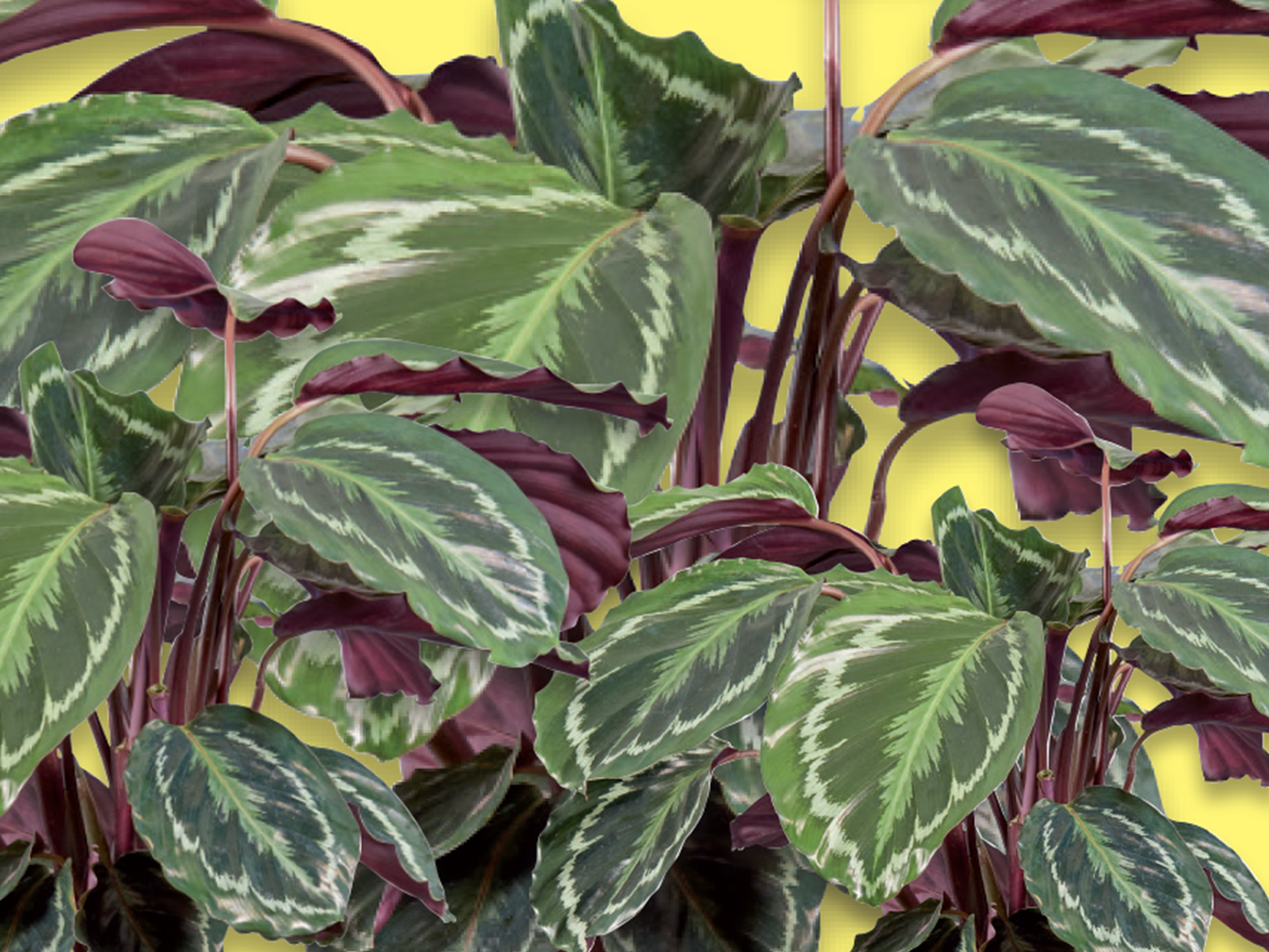 Lush green and purple Calathea plants against a bright yellow background.