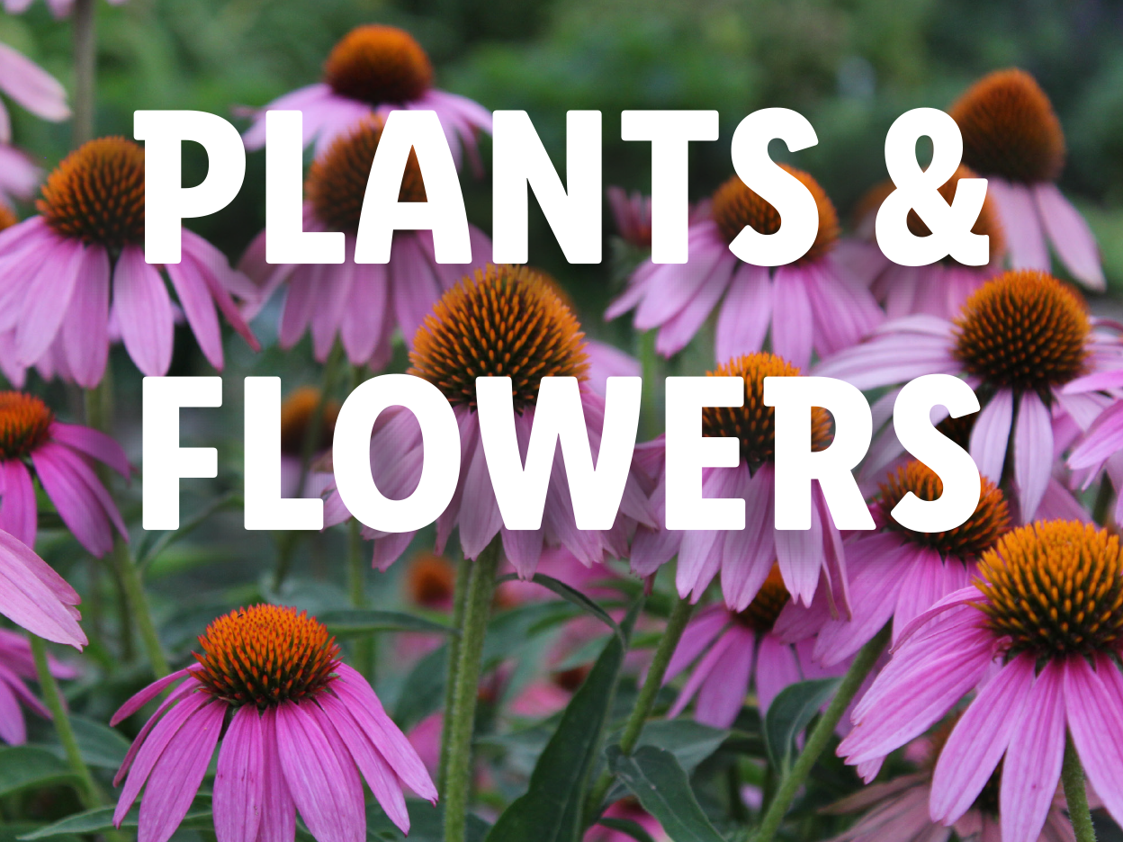 Pink coneflowers in full bloom, showcasing plants and flowers.