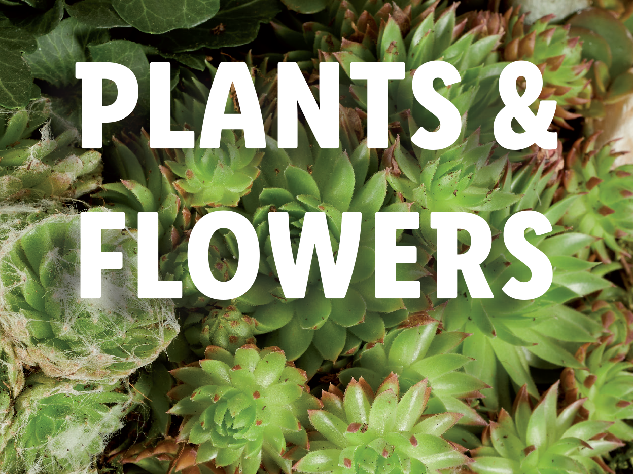 Succulents and other plants and flowers.