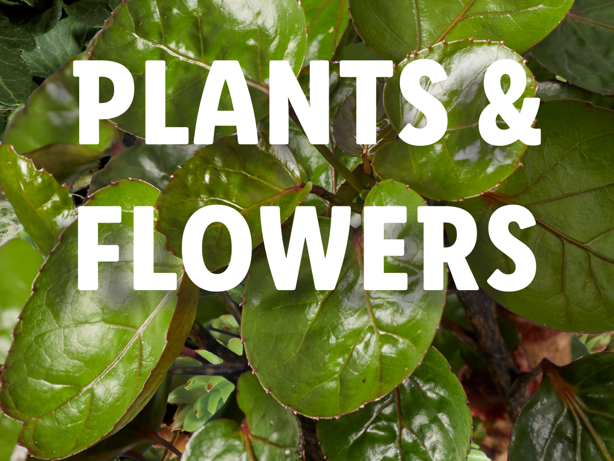 Plants & Flowers: Lush green foliage with large, glossy leaves.
