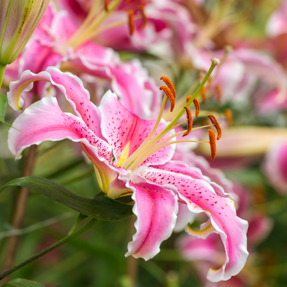 Close-up of a vibrant pink lily with white edges and speckled petals, surrounded by green foliage.