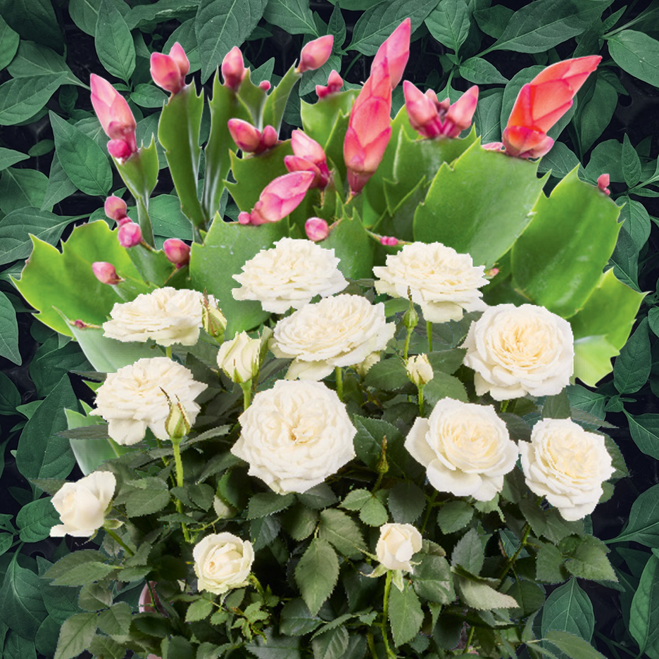 White roses and pink Christmas cactus flowers against a dark green leafy background.
