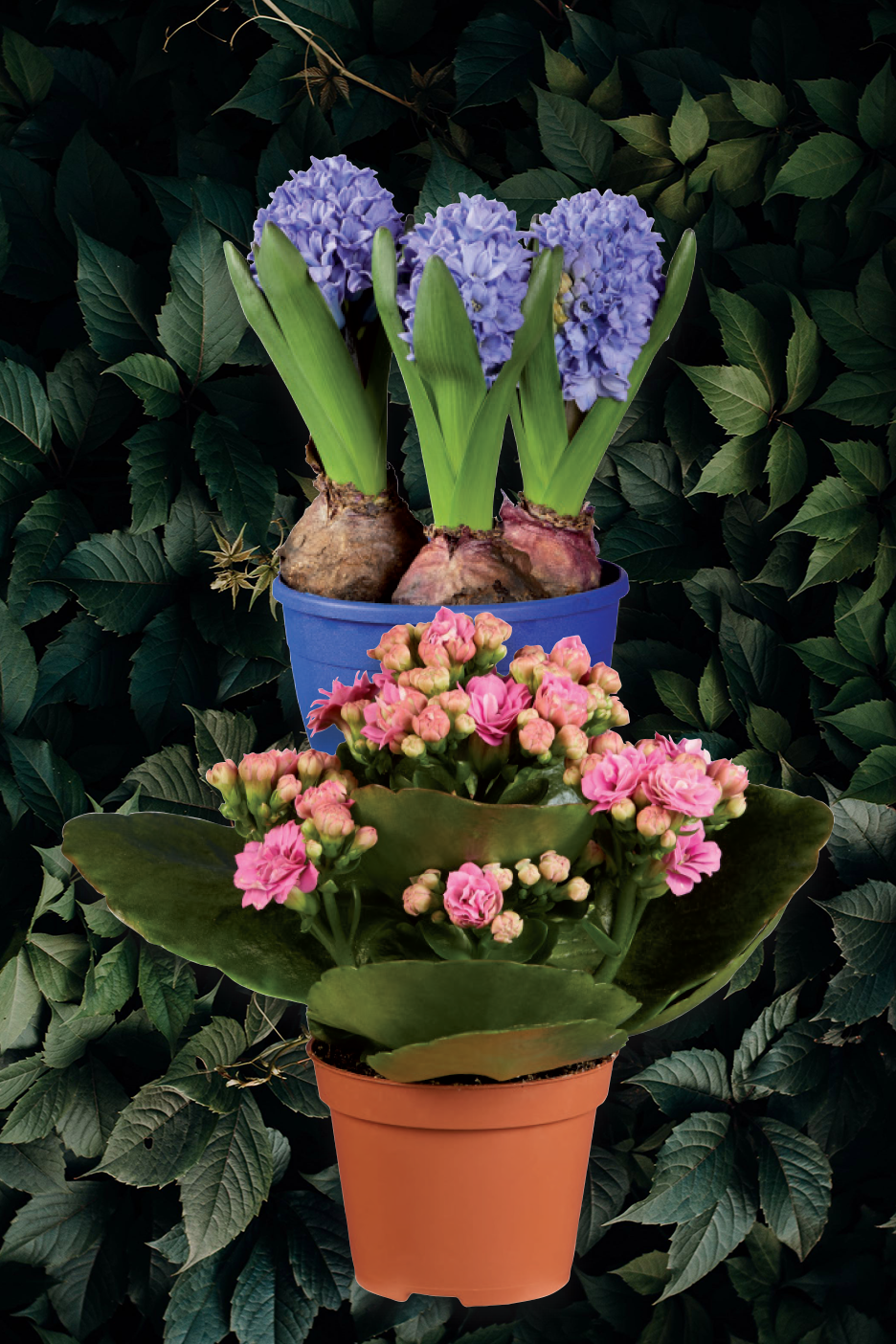 Ροζ καλαγχόη και μπλε υάκινθοι σε γλάστρες, μπροστά από σκούρο πράσινο φυλλώδες φόντο.