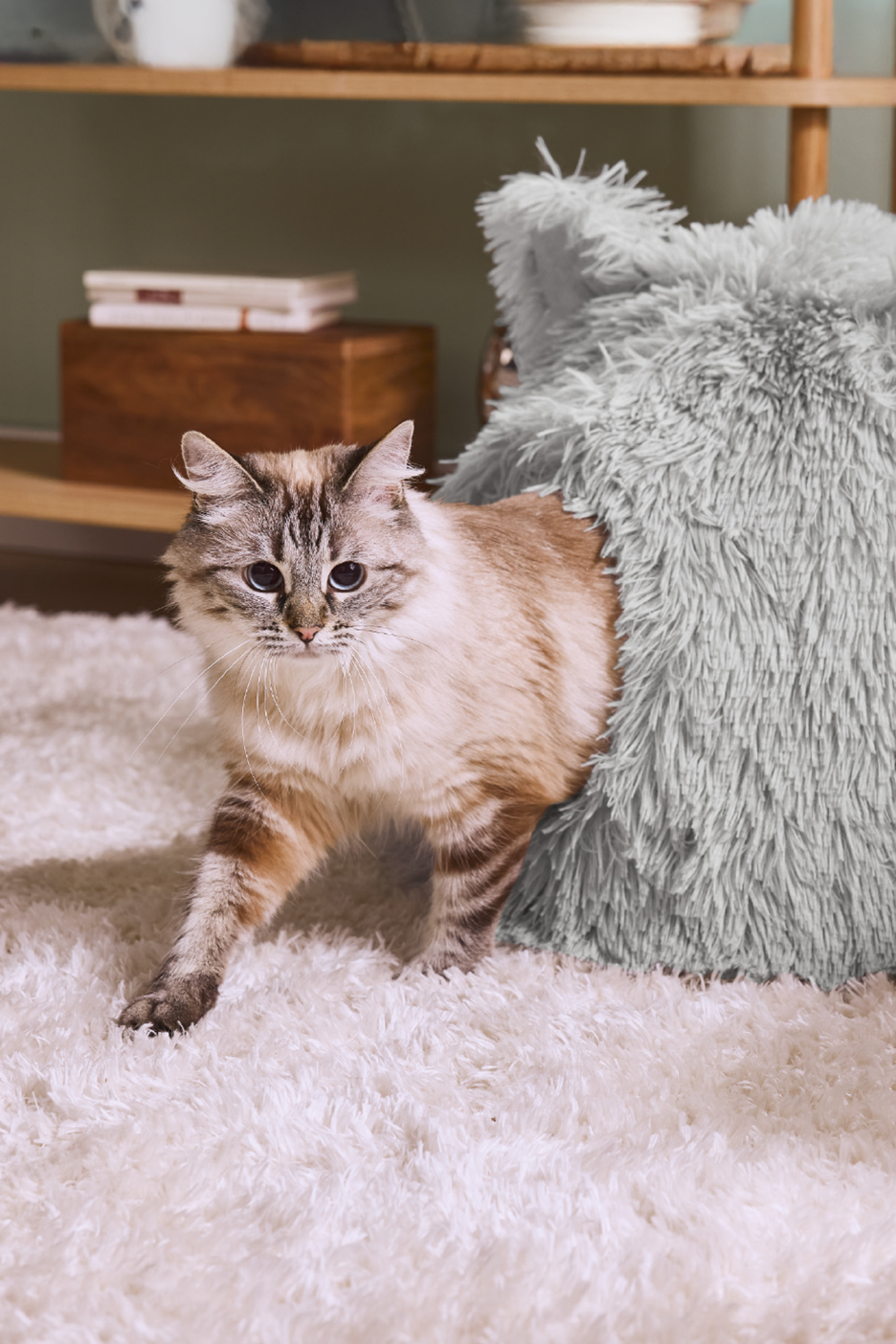 Μια χνουδωτή γάτα ξεπροβάλλει πίσω από ένα μαλακό, γκρι μαξιλάρι σε ένα λευκό χαλί.