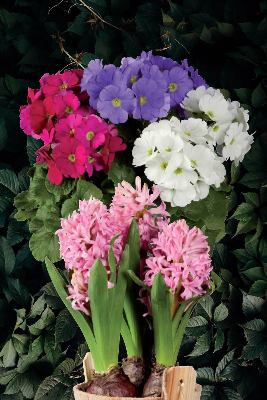 Πολύχρωμες πρίμουλες και ροζ υάκινθοι σε ξύλινη γλάστρα με σκούρο φυλλώδες φόντο.