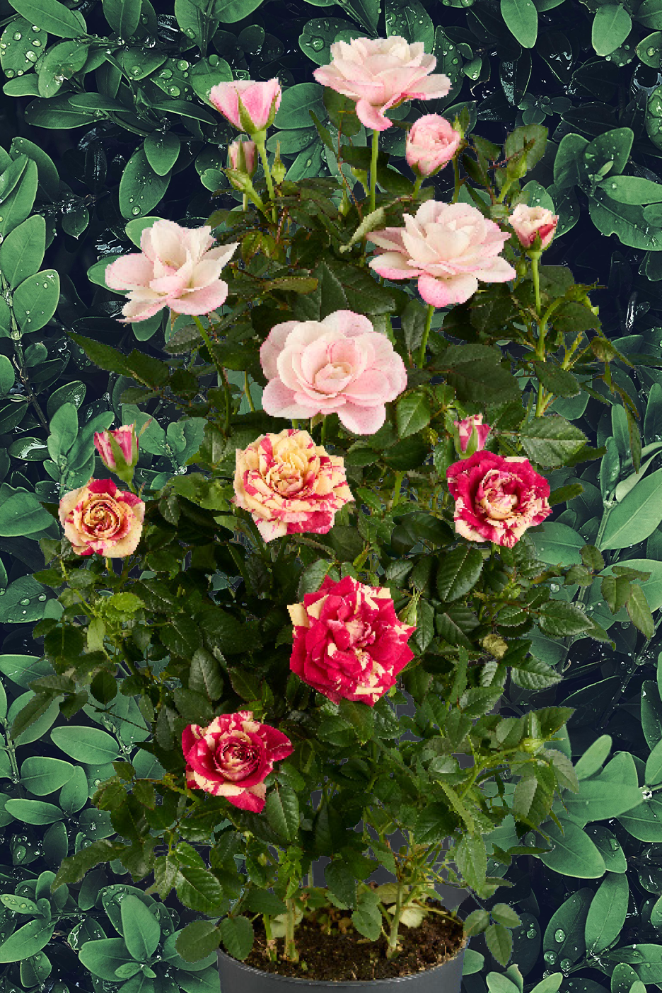 Μια τριανταφυλλιά σε γλάστρα με ροζ, κόκκινα και πολύχρωμα λουλούδια σε φόντο με φύλλα.