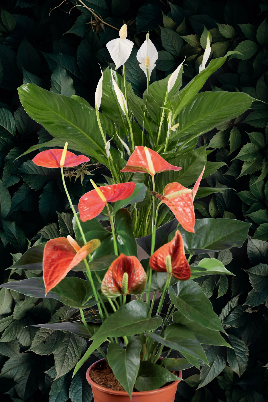 Red anthuriums and white peace lilies against a dark green leafy background.