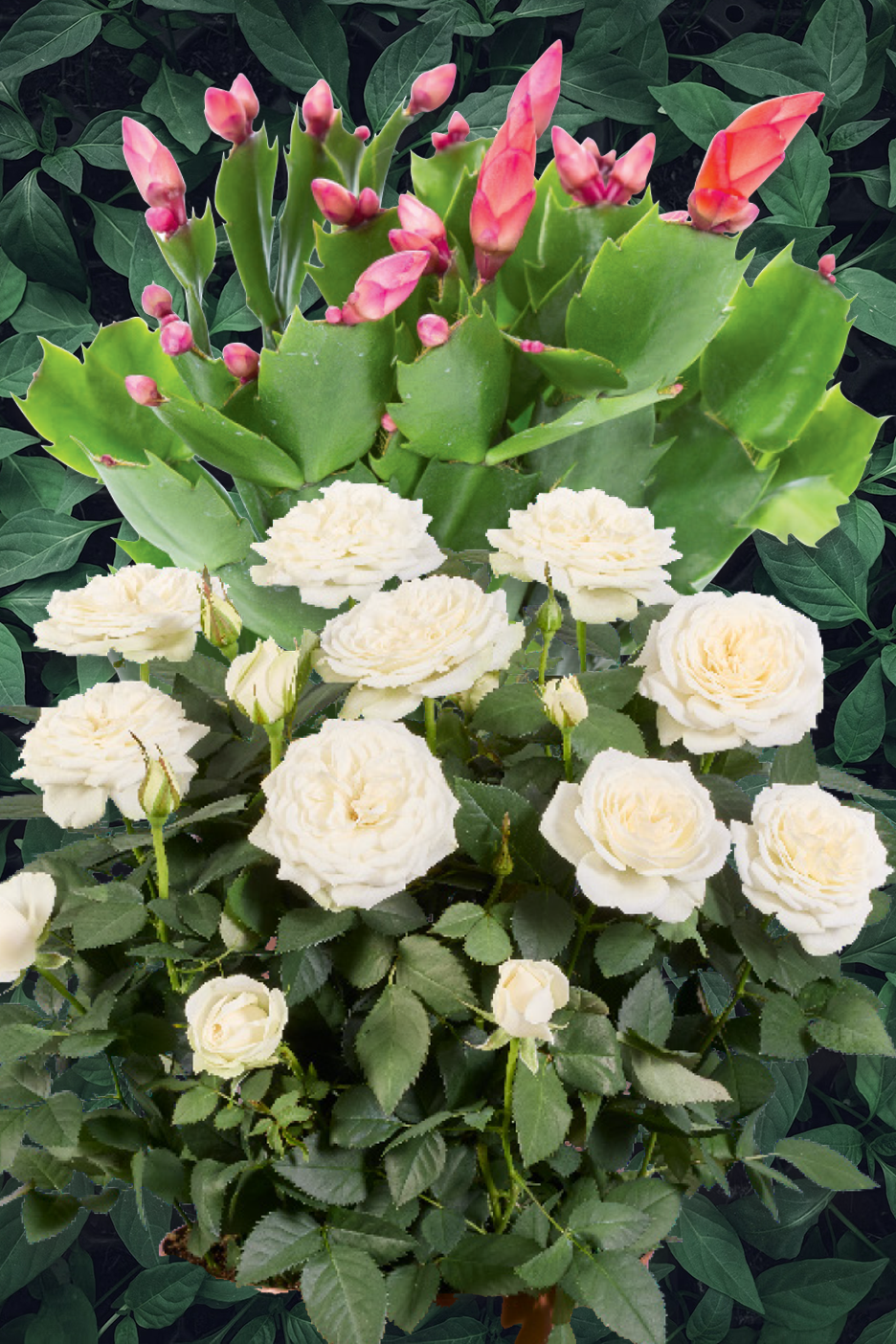 White roses and pink Christmas cactus flowers against a dark green leafy background.
