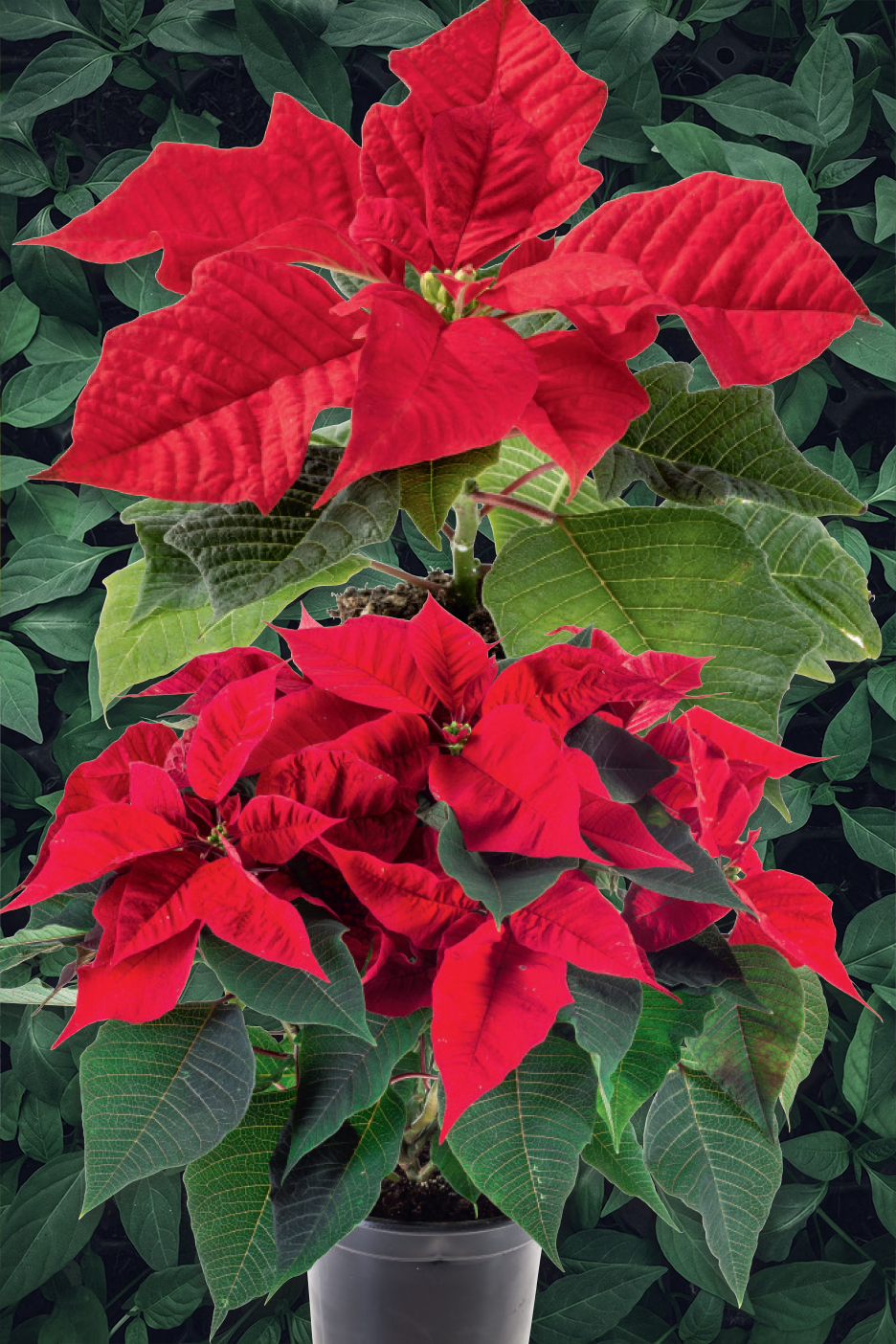 Δύο ζωηρά κόκκινα φυτά αλεξανδρινό σε γλάστρες μπροστά σε σκούρο πράσινο φυλλώδες φόντο.