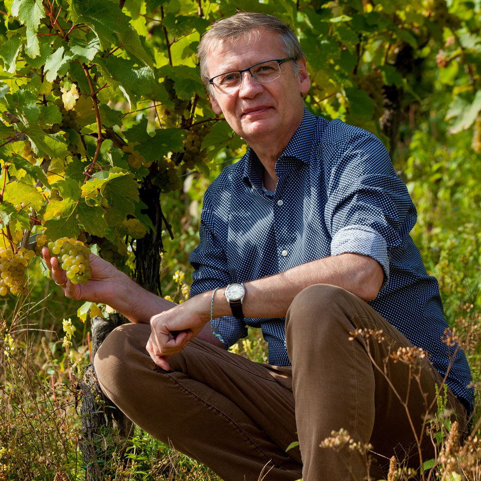 Man in a vineyard holding grapes, showcasing the harvest.