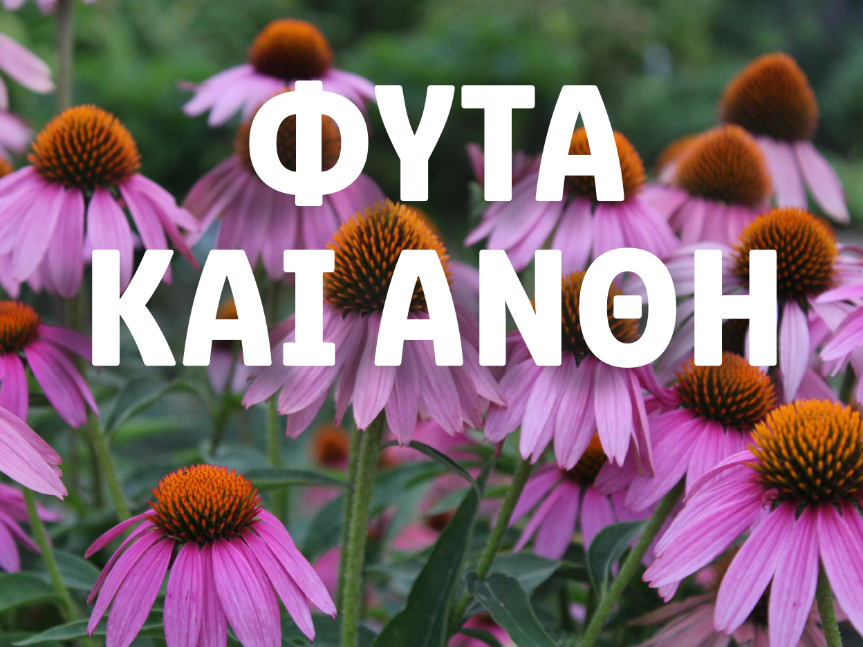 Μωβ άνθη εχινάκειας με το κείμενο 'ΦΥΤΑ ΚΑΙ ΑΝΘΗ' επάνω.