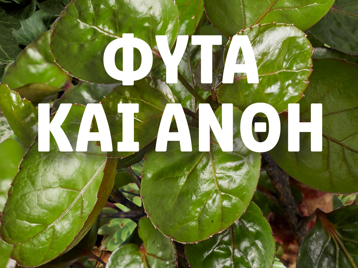 Πολύ κοντινή λήψη από ζωηρά πράσινα φύλλα με το κείμενο 'ΦΥΤΑ ΚΑΙ ΑΝΘΗ' να είναι επικαλυμμένο.
