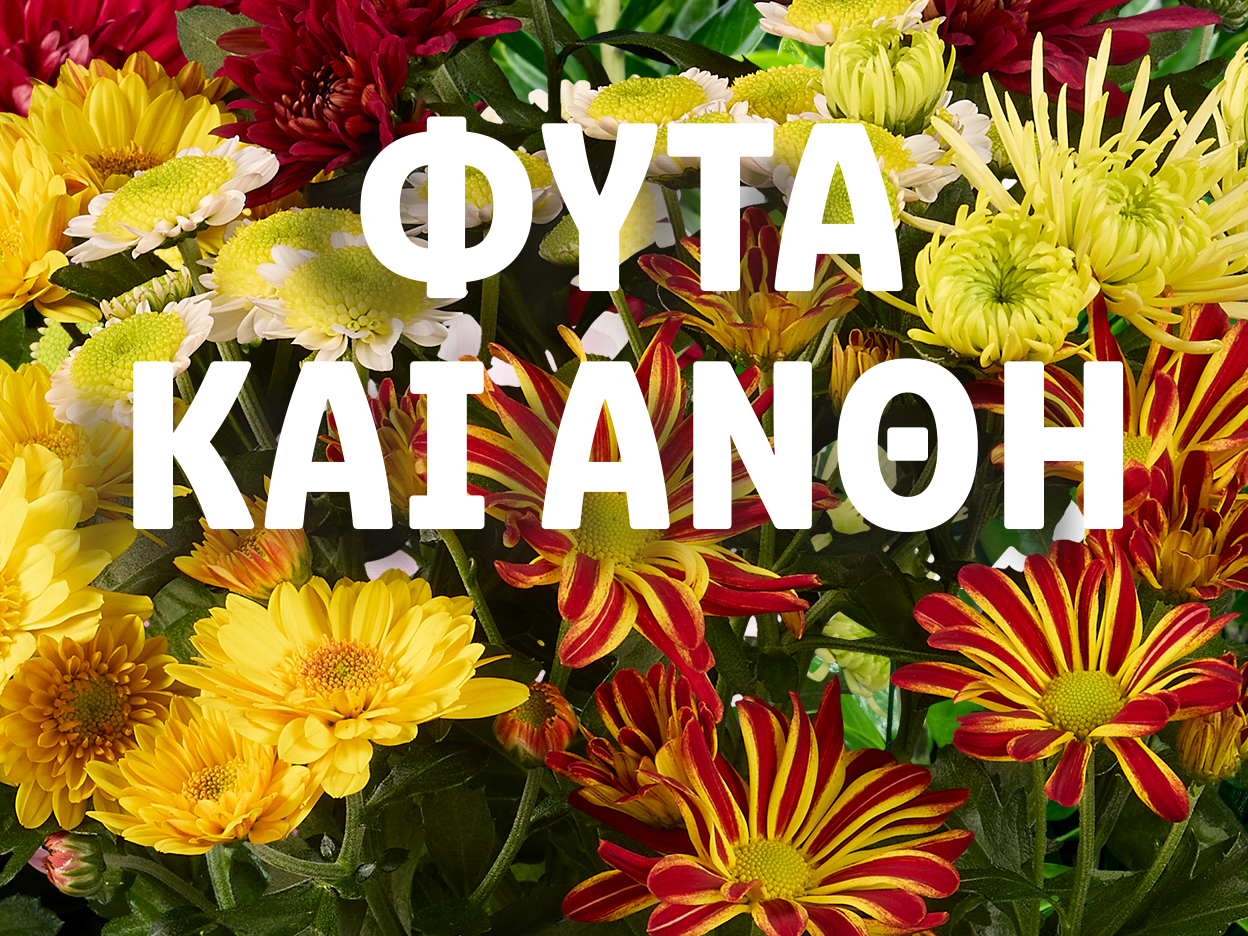 Μια ζωντανή ανθοδέσμη χρυσάνθεμων με το κείμενο «ΦΥΤΑ ΚΑΙ ΑΝΘΗ».