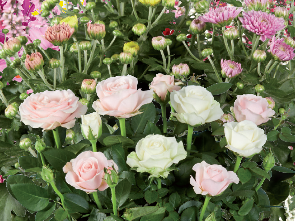 A vibrant bouquet featuring pink and white roses, and pink and yellow chrysanthemums.