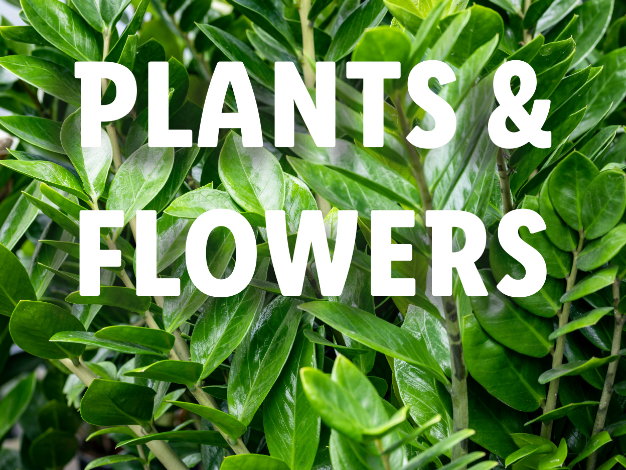 Plants & Flowers: Lush green foliage fills the frame.