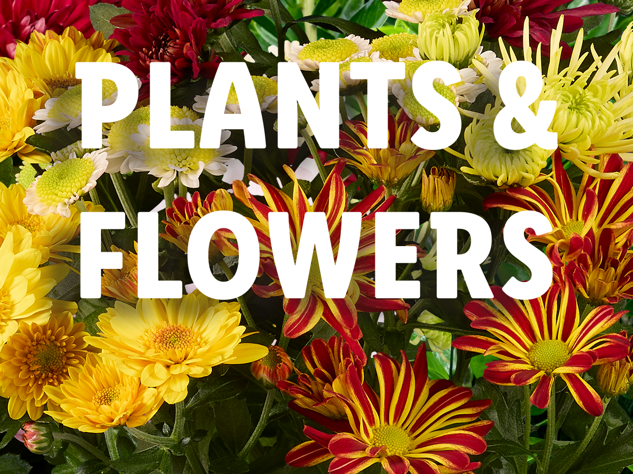 Assortment of colorful plants and flowers with 'PLANTS & FLOWERS' text.