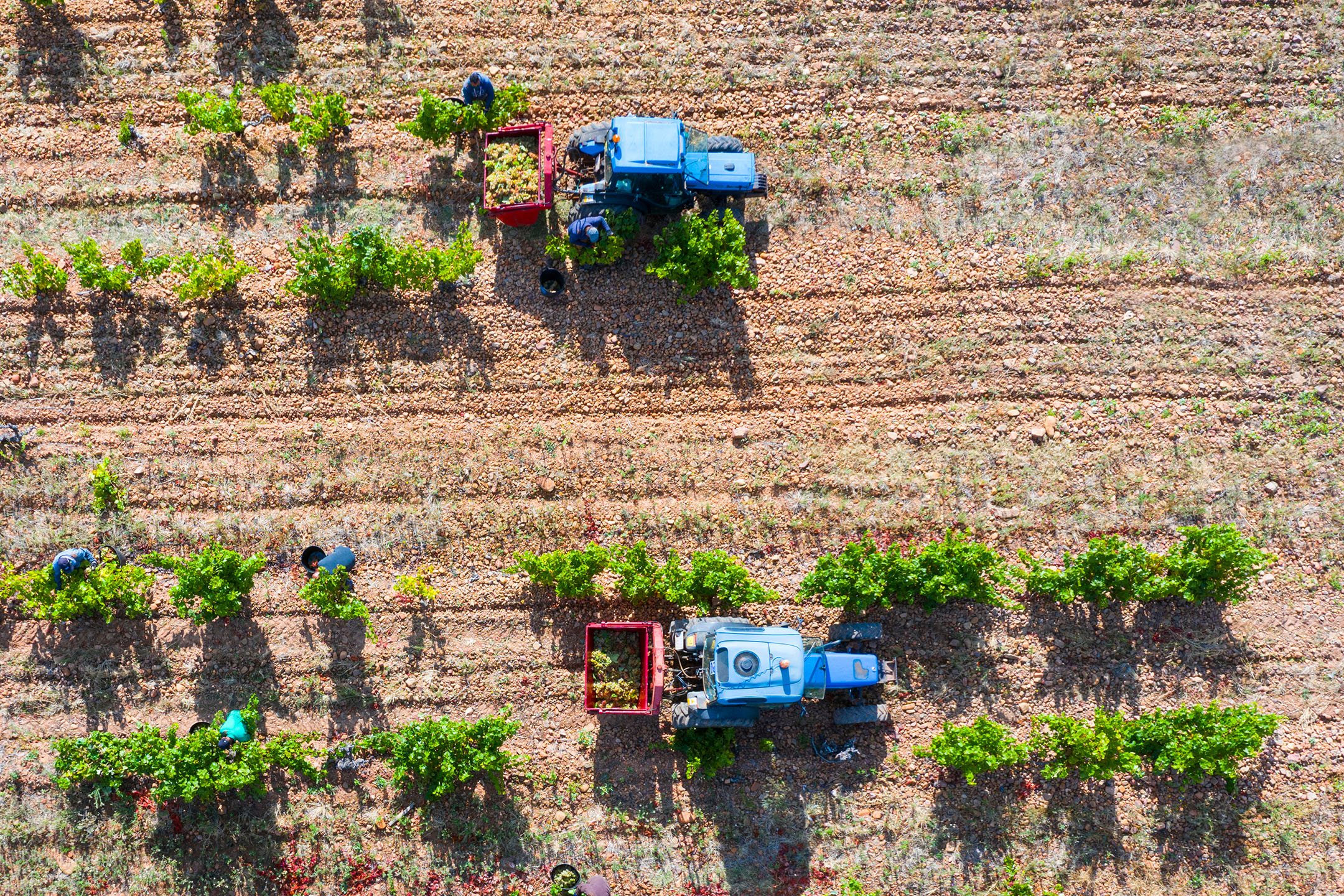 Aerial view of vineyard workers harvesting grapes into tractor trailers.