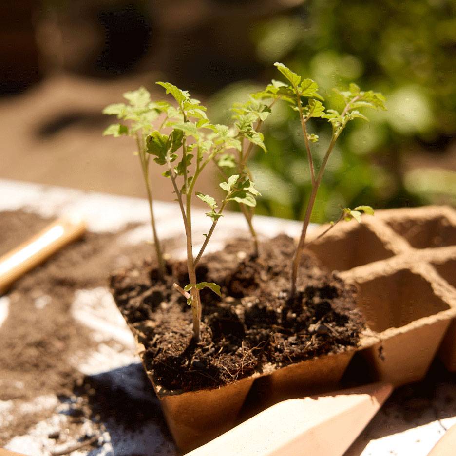 Young seedlings in soil, ready for planting