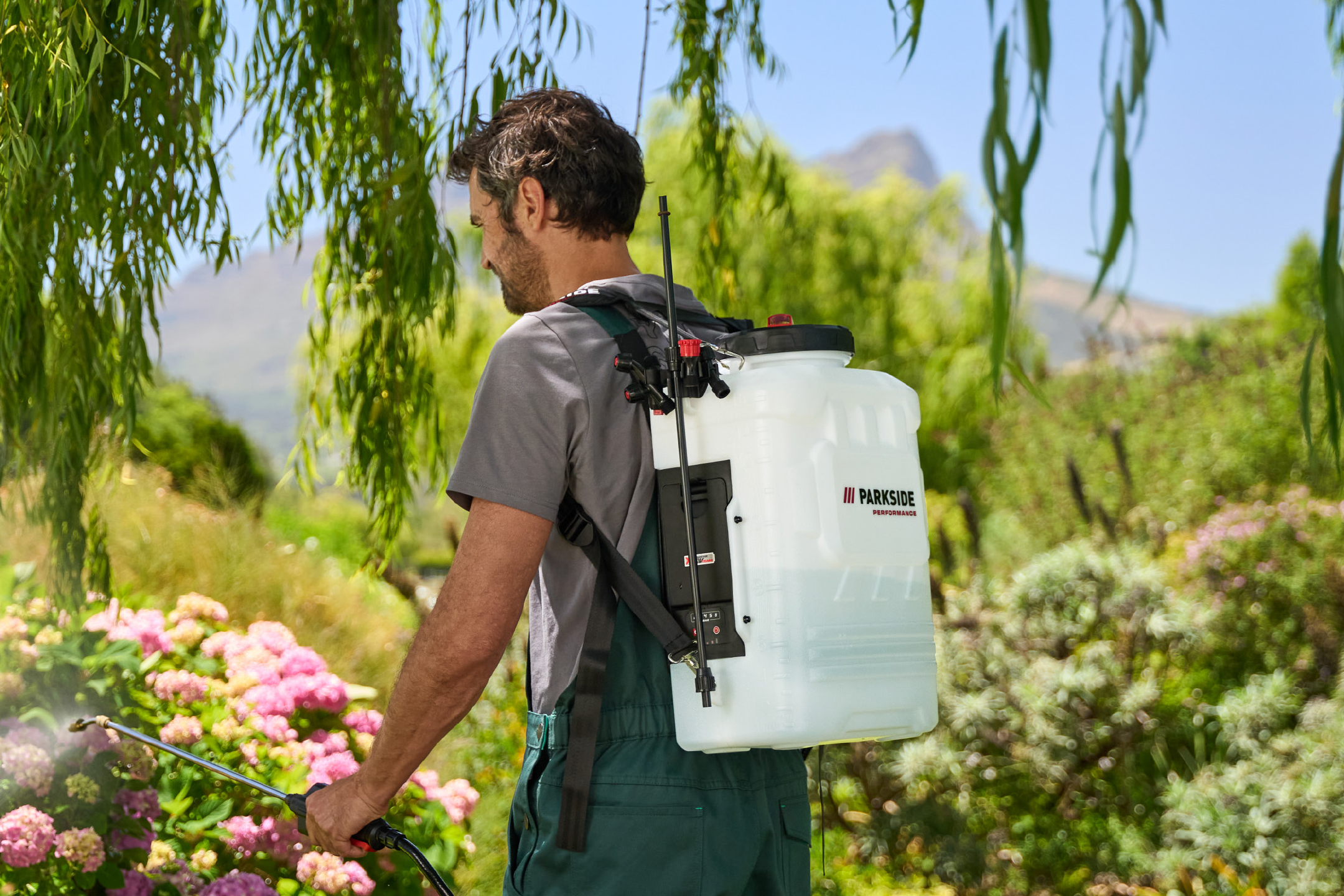 Man in garden using a backpack sprayer on pink hydrangeas.