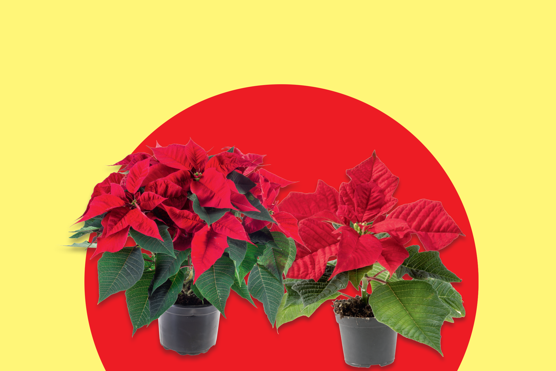Δύο κόκκινες πόινσέτιες σε γλάστρες, σε κόκκινο κύκλο με κίτρινο φόντο.