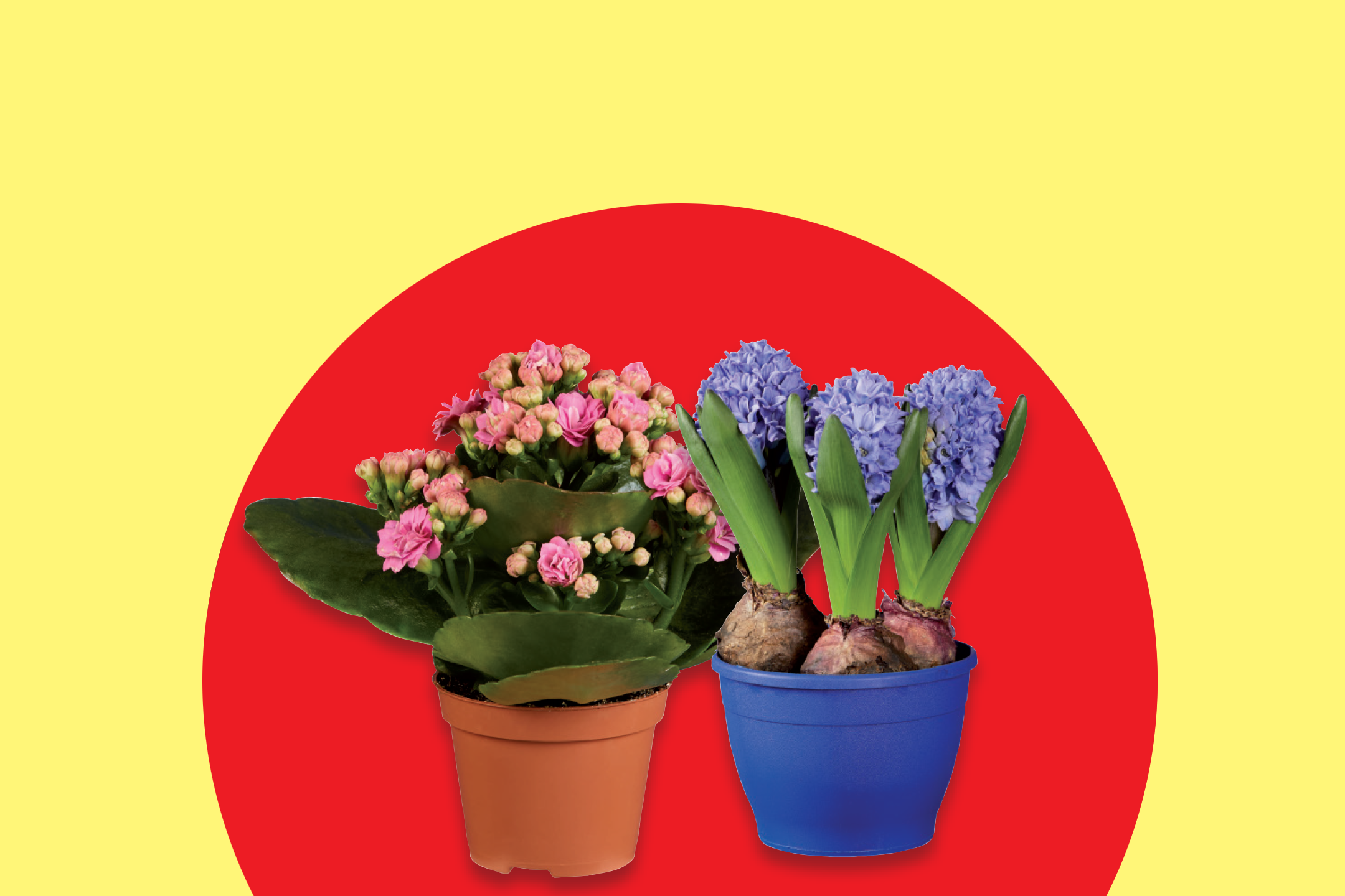 Potted pink kalanchoe and blue hyacinths on a red and yellow background.