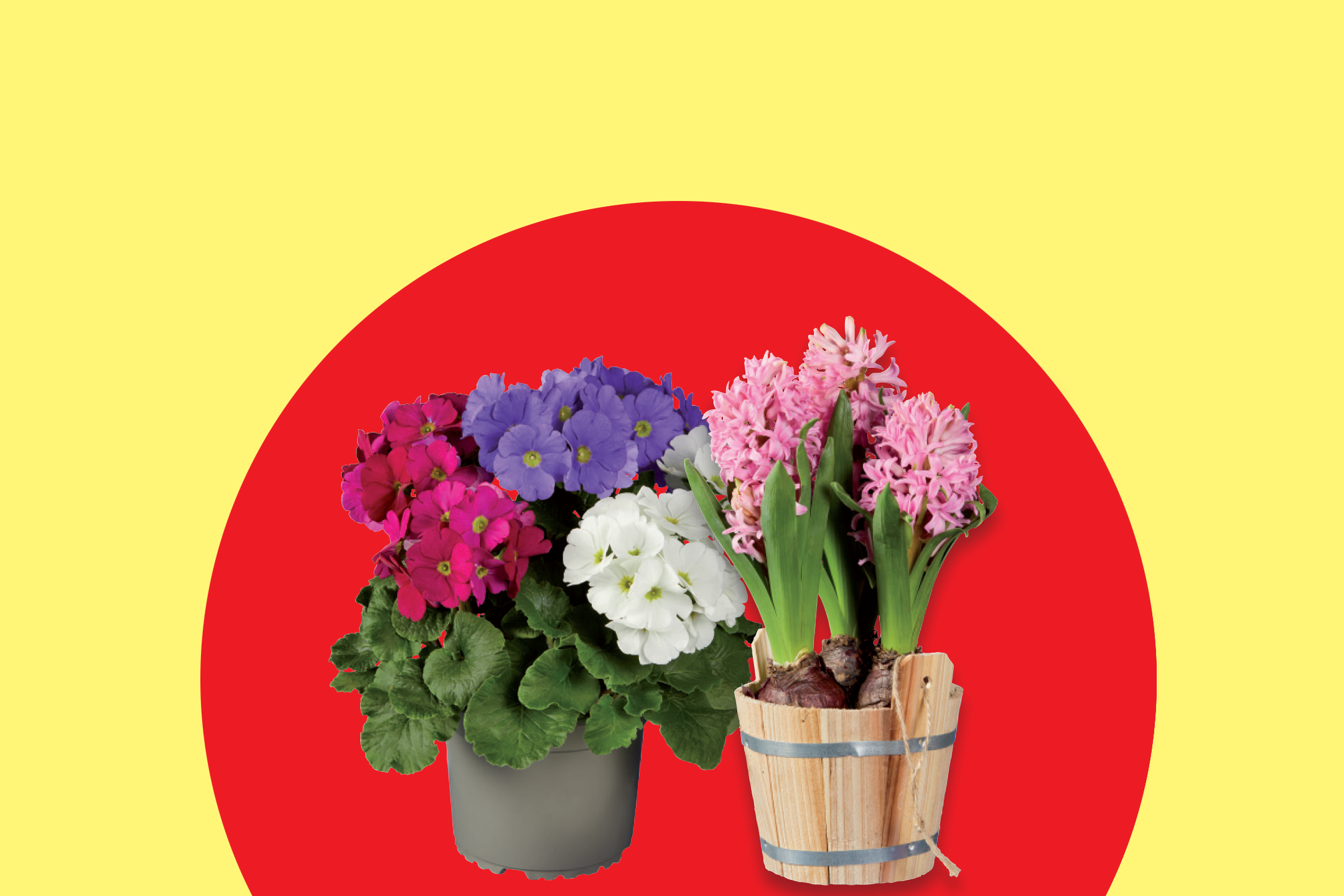 Potted primroses in various colors and pink hyacinths in a wooden pot.