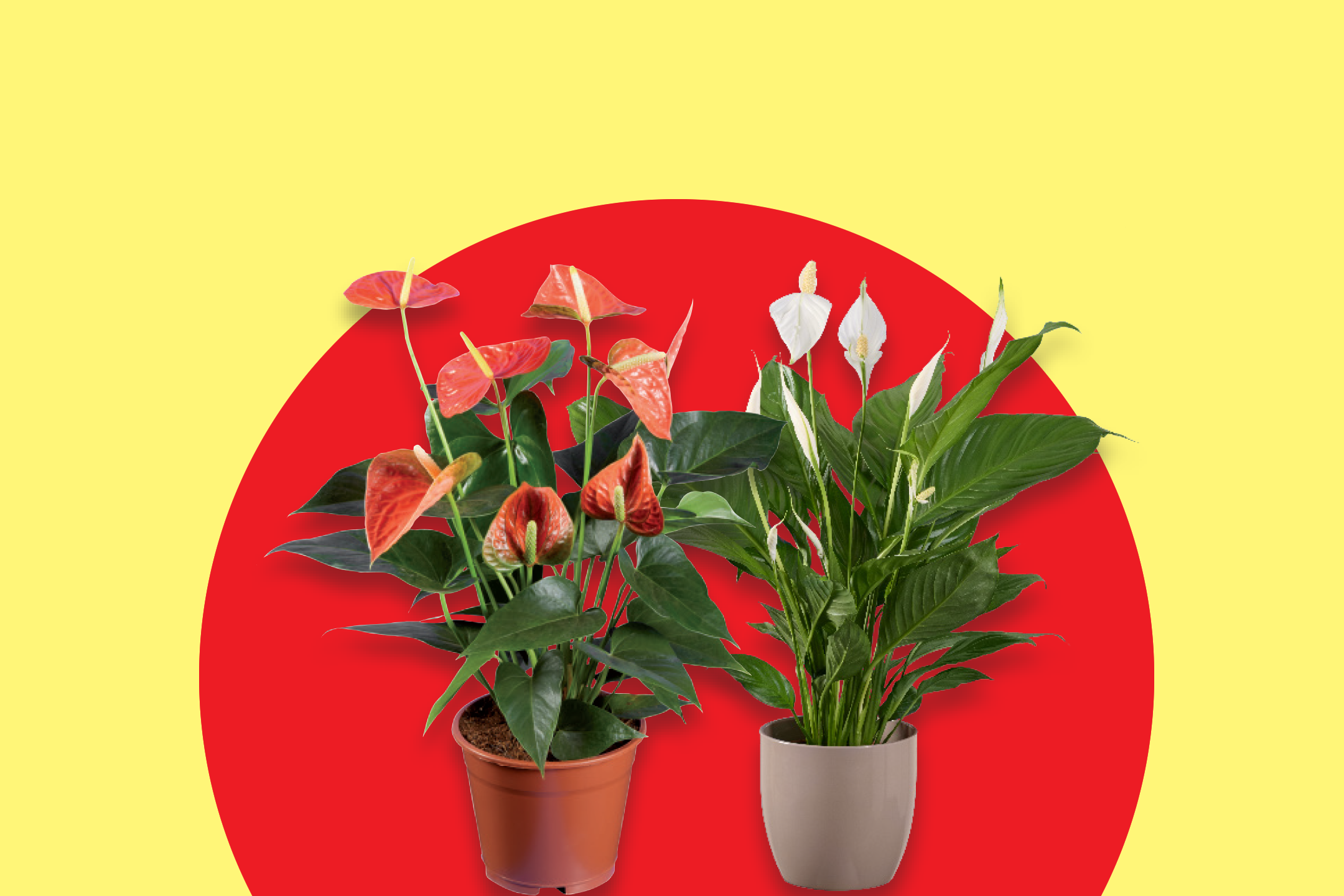 Two potted plants, one with red anthurium flowers and one with white peace lilies, on a red and yellow background.
