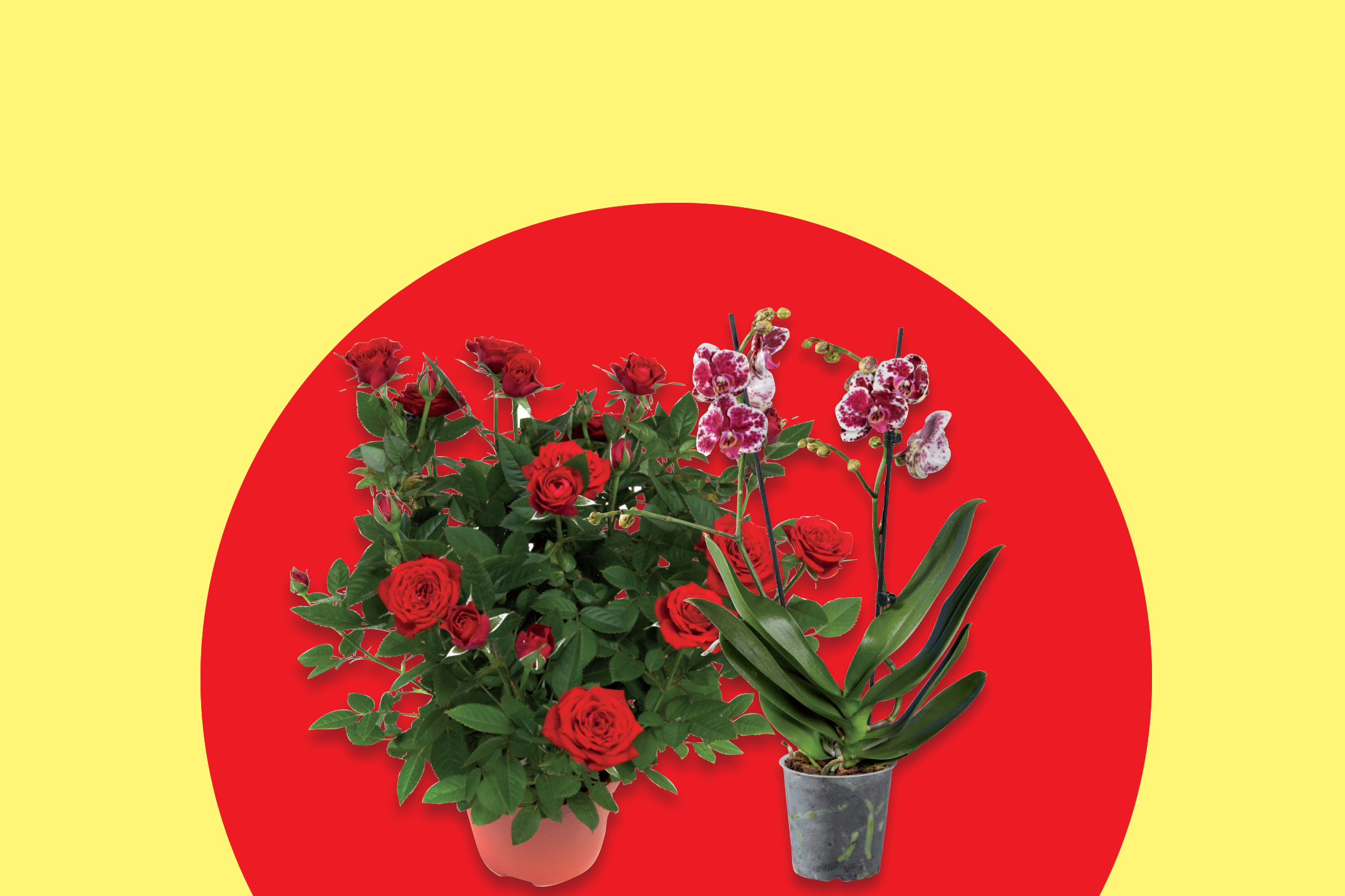 Potted red roses and spotted orchids on a red and yellow background.