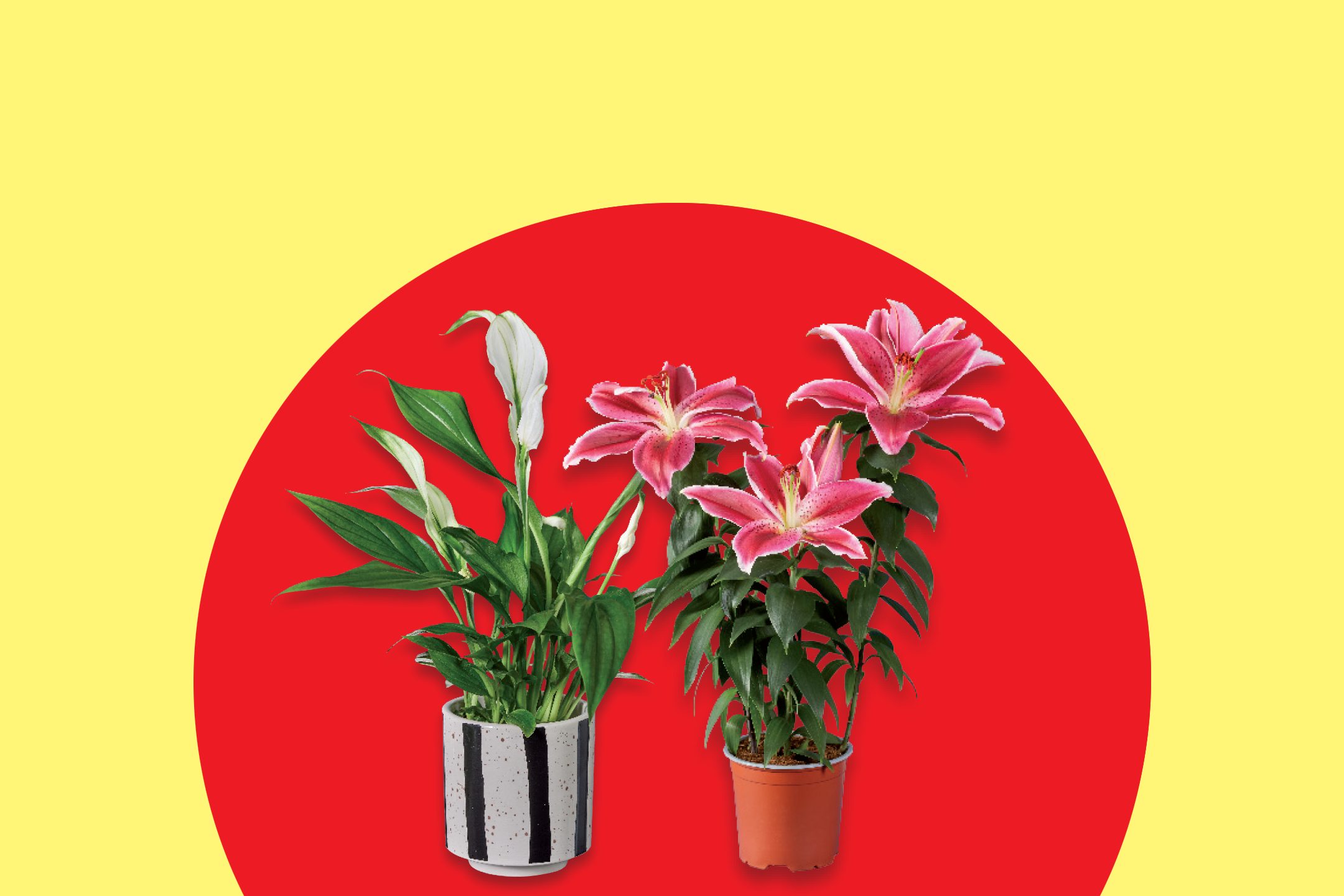 Potted peace lily and pink lilies on a red and yellow background