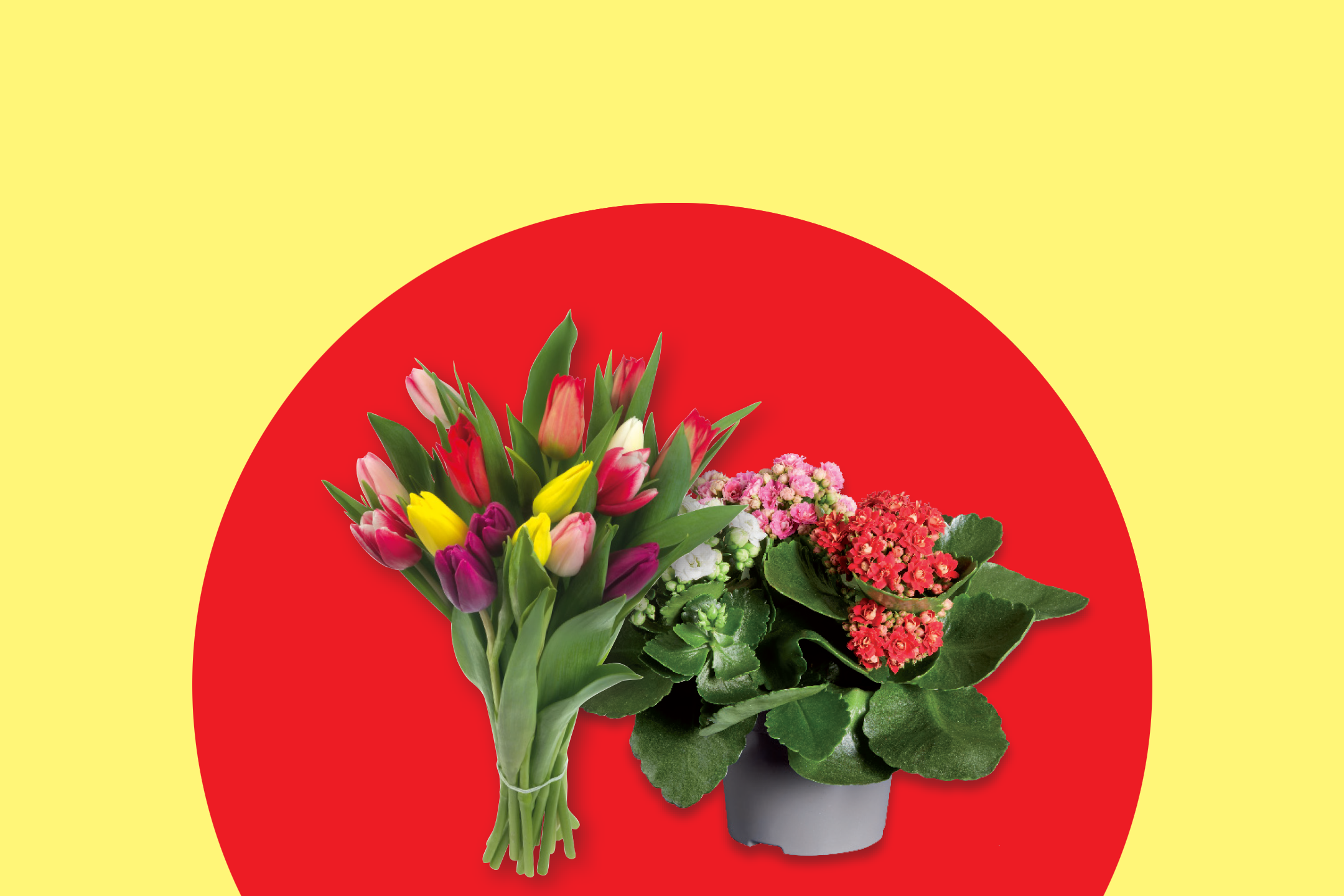 Μπουκέτο με πολύχρωμες τουλίπες και φυτά σε γλάστρες με άνθη σε κόκκινο και κίτρινο φόντο.