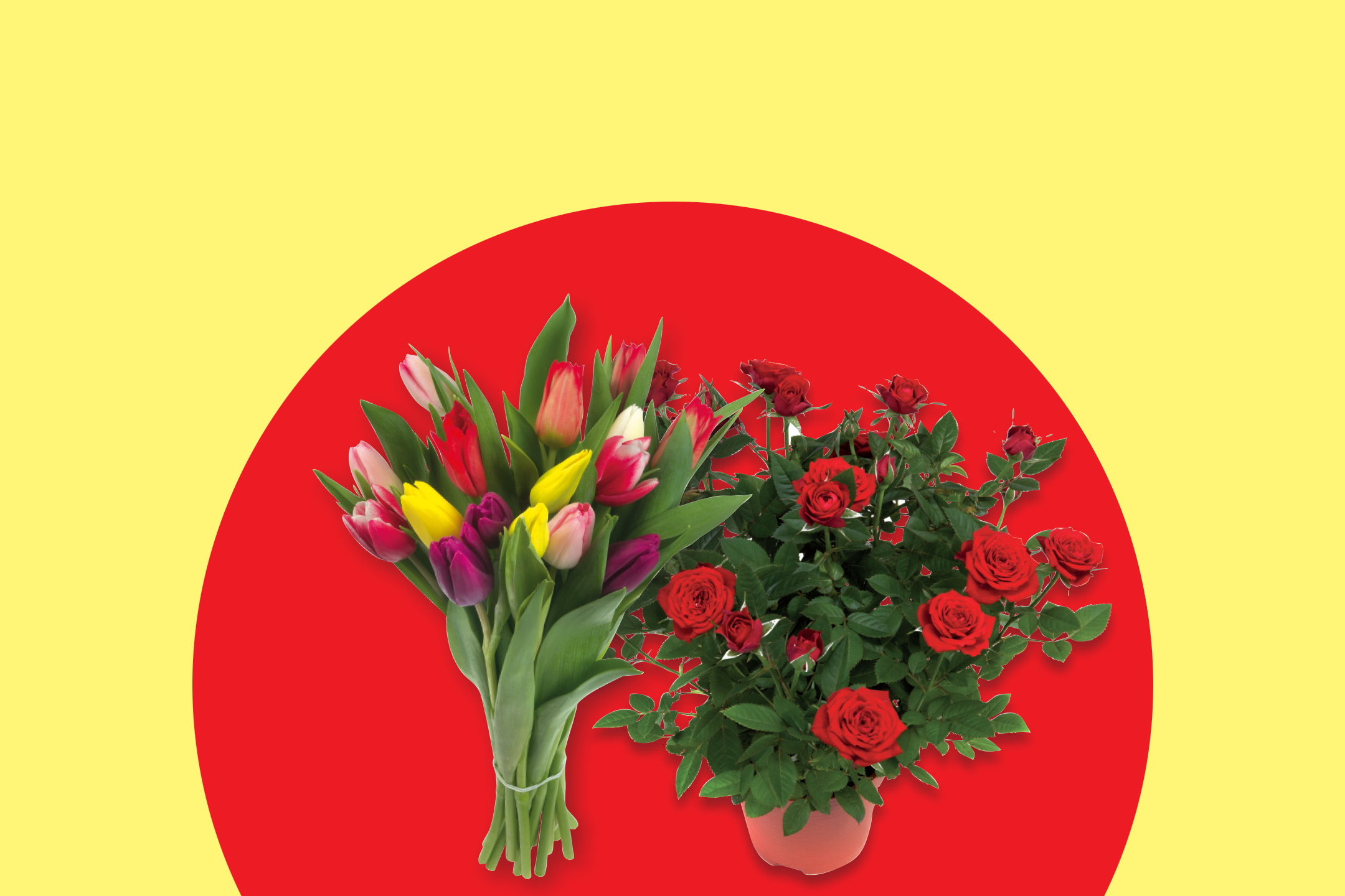 A vibrant bouquet of colorful tulips and a potted red rose plant on a red and yellow background.