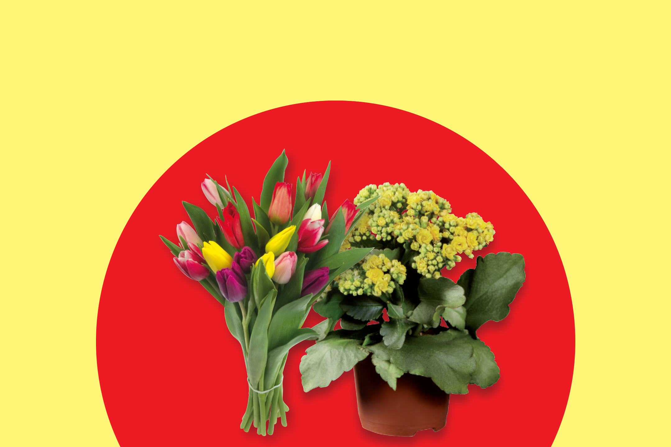 Bouquet of colorful tulips and a potted yellow kalanchoe on a red and yellow background.