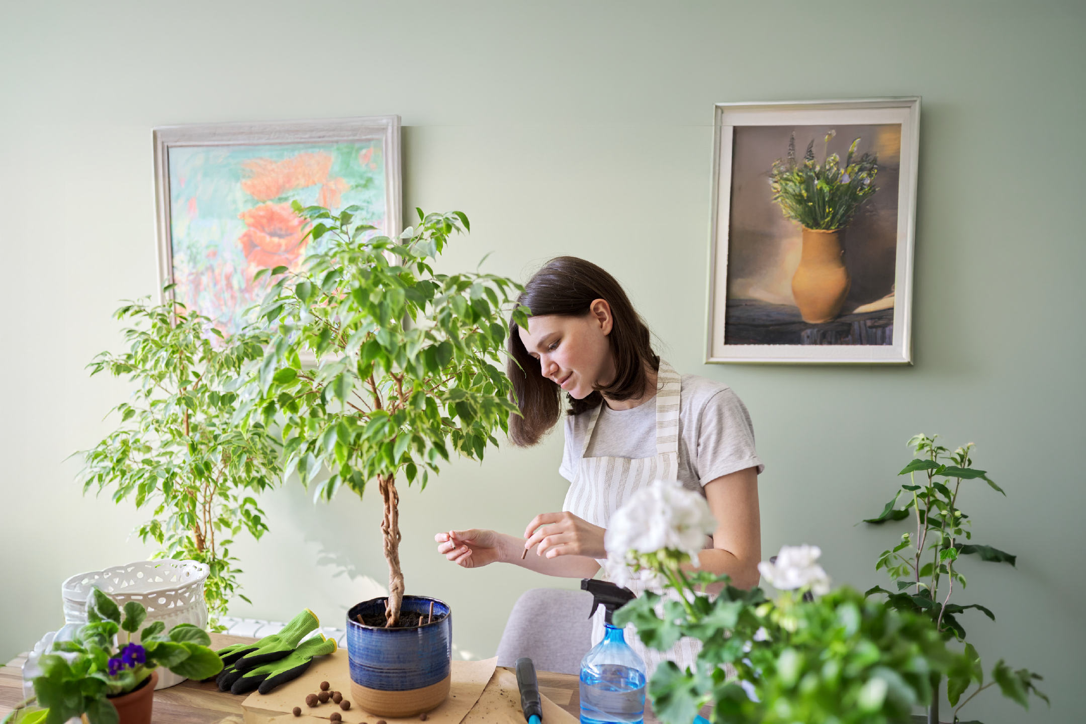 Woman tending to houseplants, including a large ficus, with gardening tools on a table.